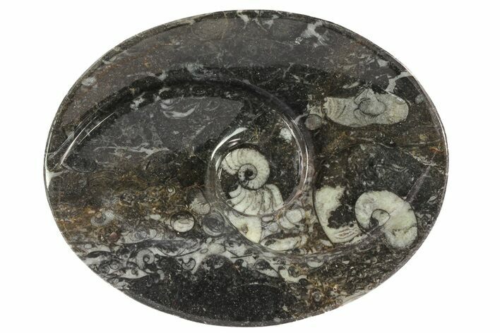 Oval Shaped Fossil Goniatite Dish #73755